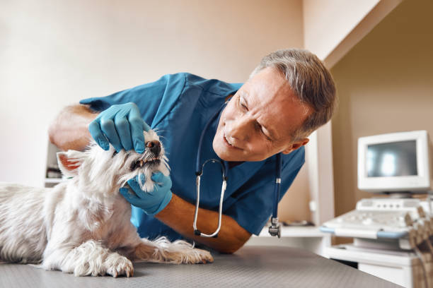 Best 24-Hour Emergency Dentist in Pequot Lakes, MN